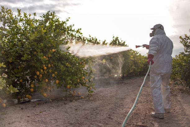Best Residential Pest Control  in Lacoste, TX