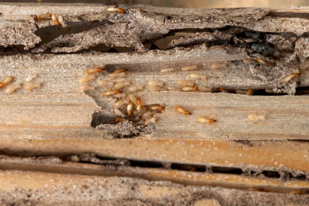 Professional Pest Control in Lacoste, TX